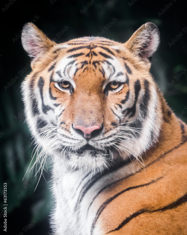 Fototapeta premium Portret tygrysa