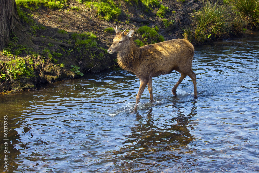 Richmond Park Deer