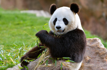 Fotobehang Panda Reuzenpanda wandelt door bamboebos  © Pascal Martin