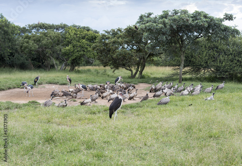 marabou and vulture birds in the wild
