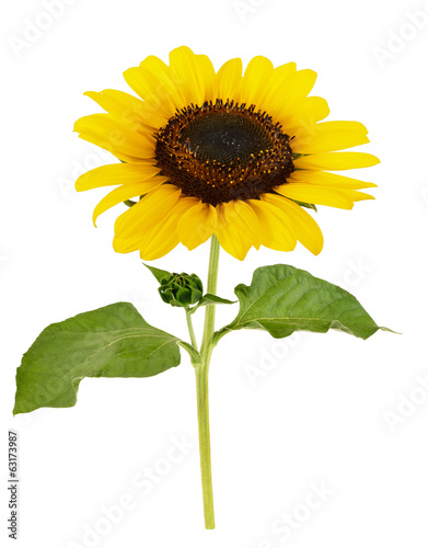 Fototapeta Naklejka Na Ścianę i Meble -  sunflower