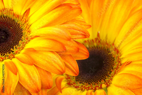 gerbera daisies