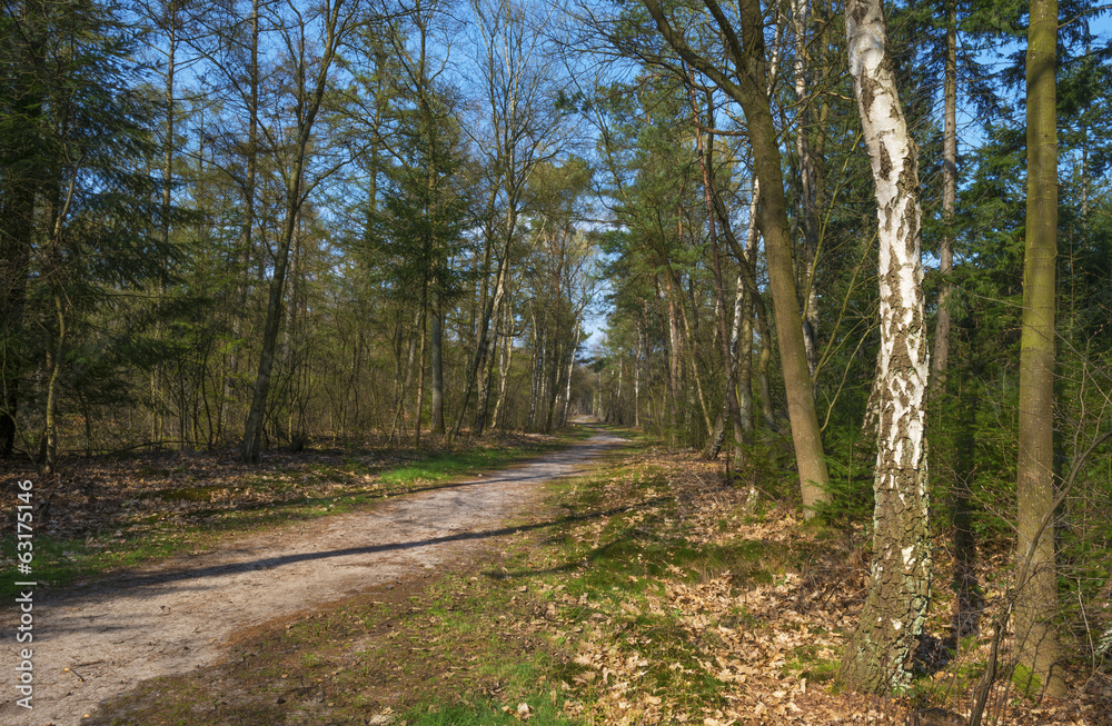 Path through a pine forest in spring Path through a pine forest in spring