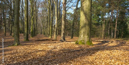 Beech forest in sunlight in spring photo