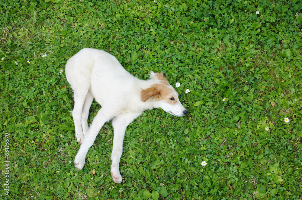 Obraz premium Cute Puppy Relaxing
