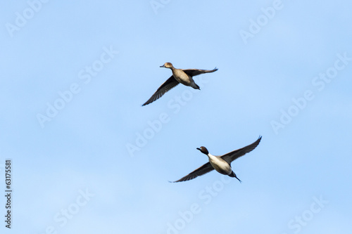 Northern Pintail