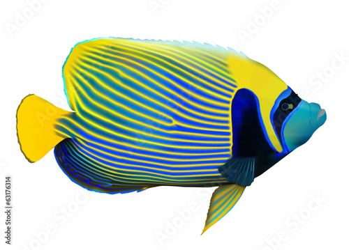 Emperor angelfish on white, vector illustration.