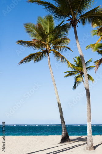 Fototapeta Naklejka Na Ścianę i Meble -  Palm Trees At Tranquil Beach