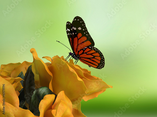 Closeup of butterfly on flower blossom