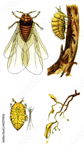 Insect pest Grape phylloxera (Daktulosphaira vitifoliae)