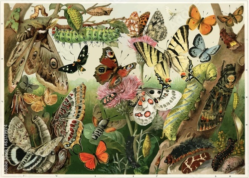 Various butterflies, moths, caterpillars and insect pests