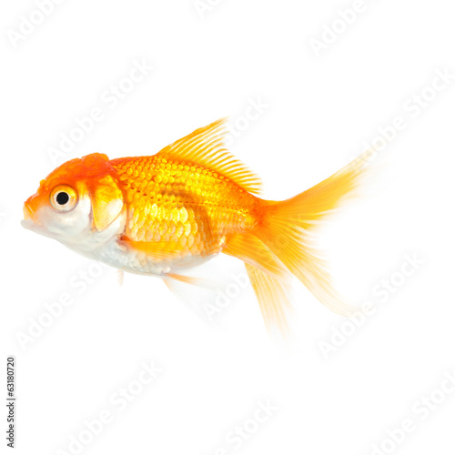 Close up of swimming orange fish, isolated on white