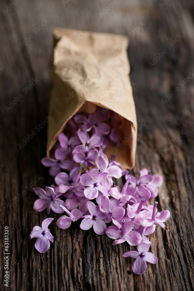Common lilac flowers Common lilac flowers