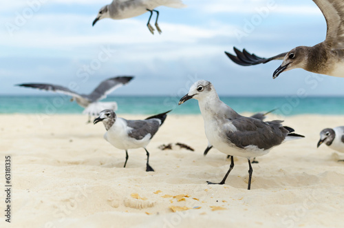 flock of seagulls eating on the beach