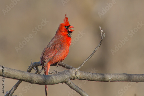 Northern Cardinal © Paul Roedding