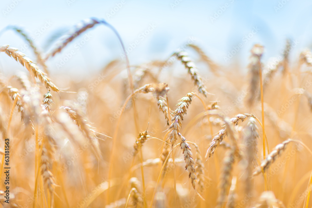Fototapeta premium Close-up of field of gold and ripe rye