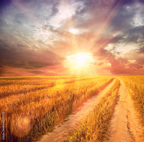sunny wheat field © Ivan Kruk