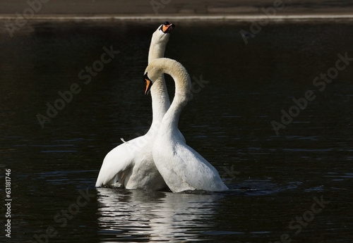 Mute Swan  Cygnus olor