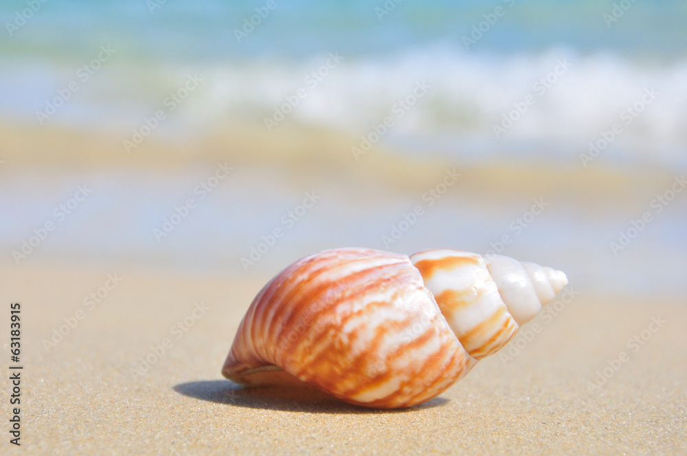 Seashell on the beach