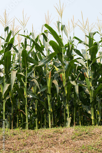corn cob on a field in summer