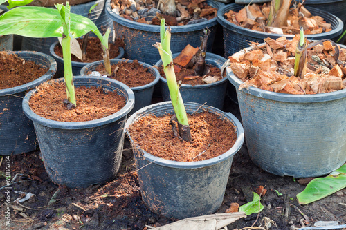 Sprouting banana