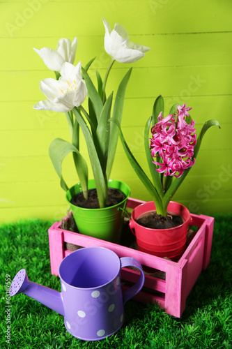 Fototapeta Naklejka Na Ścianę i Meble -  Beautiful tulips and hyacinth flower