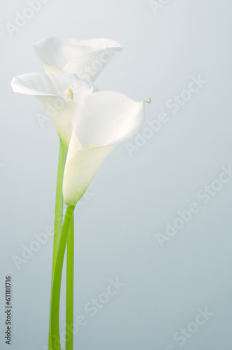 Leinwand Poster Calla lilies