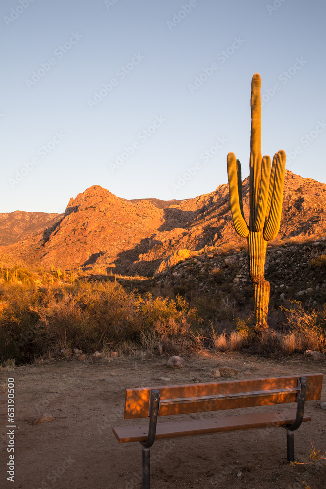 custom made wallpaper toronto digitalCatalina State Park