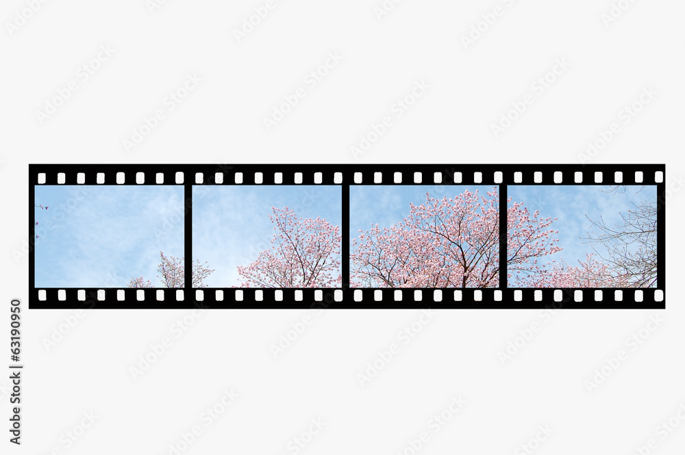 桜とフィルム