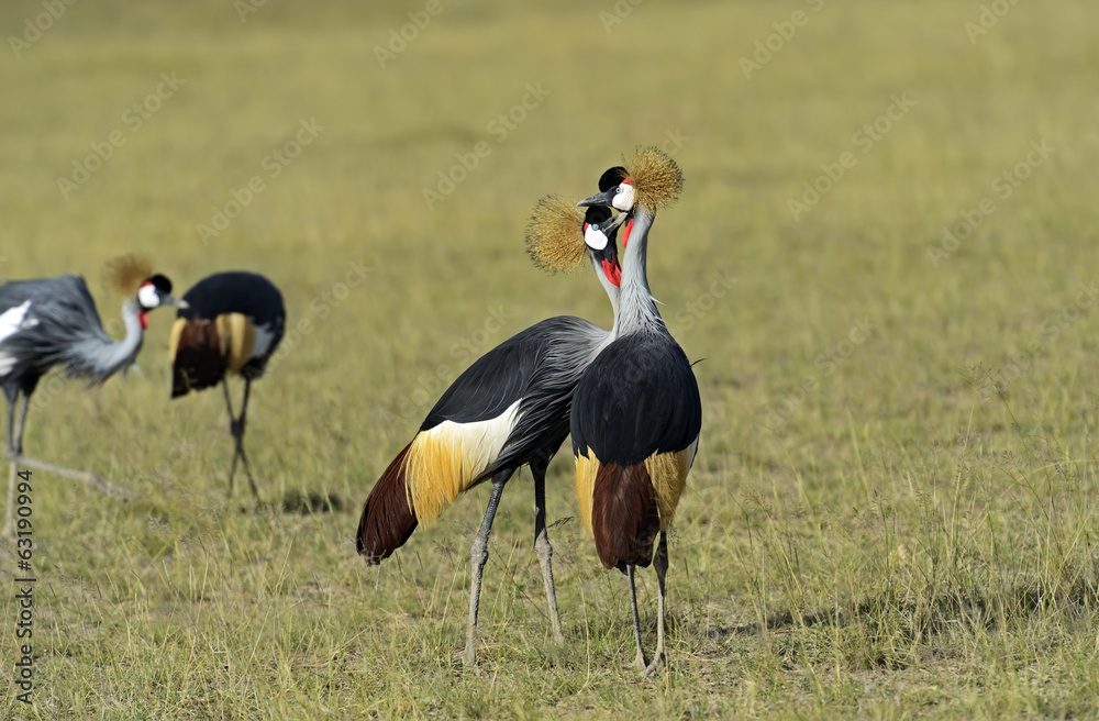 Crowned Crane