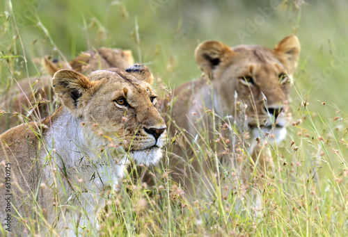 Lions Masai Mara