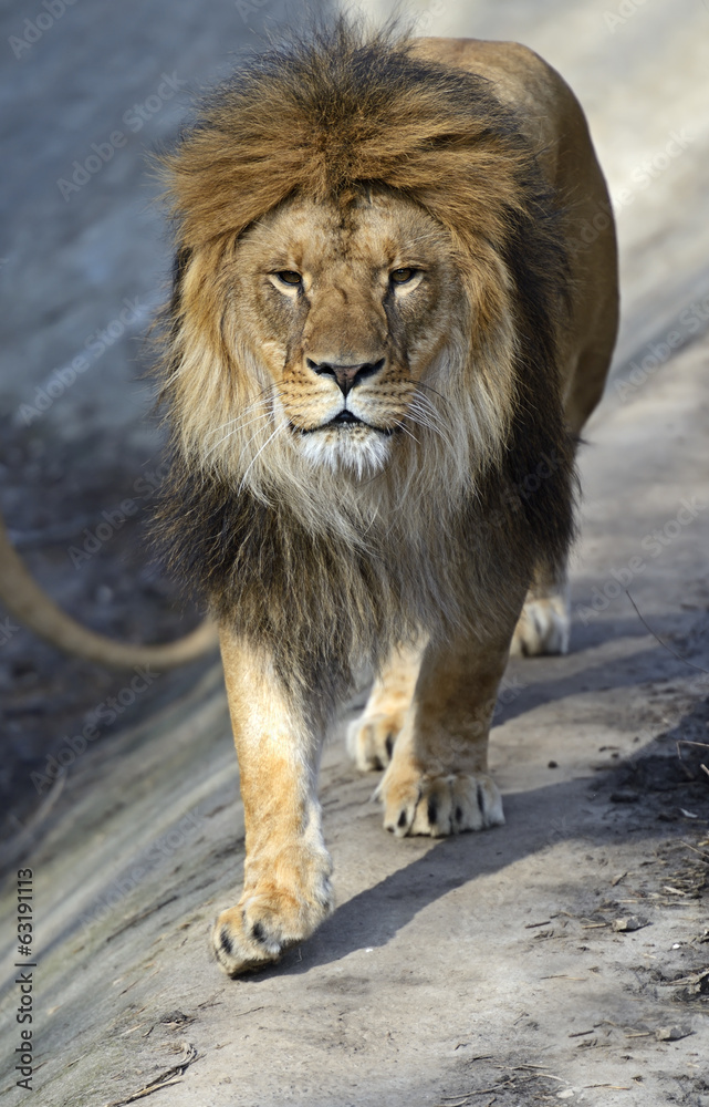 Lion in a shroud Lion in a shroud