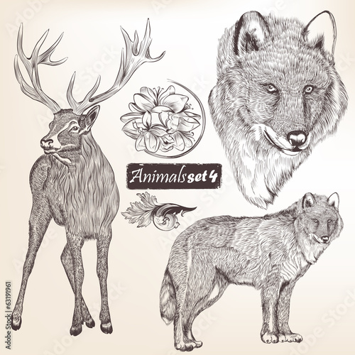 Set of vector hand drawn detailed animals for design