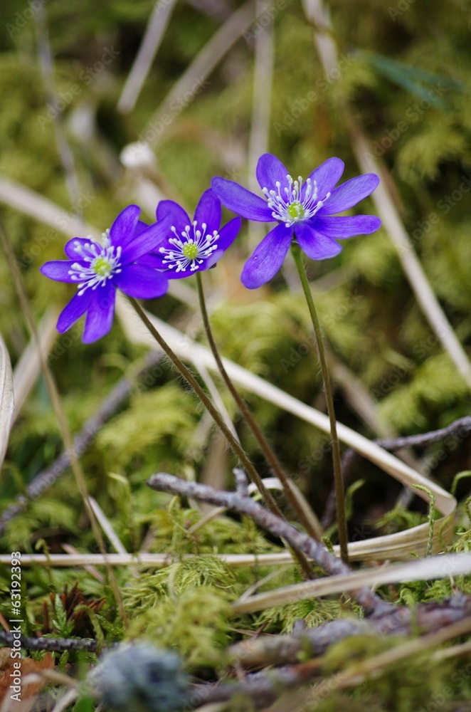 trois fleurs violettes trois fleurs violettes