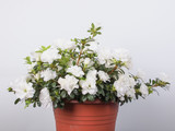White Azalea flower
