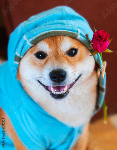 Happy smile form Shiba Inu dog  with rose photo