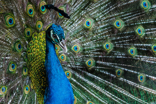 Bright color peacock.