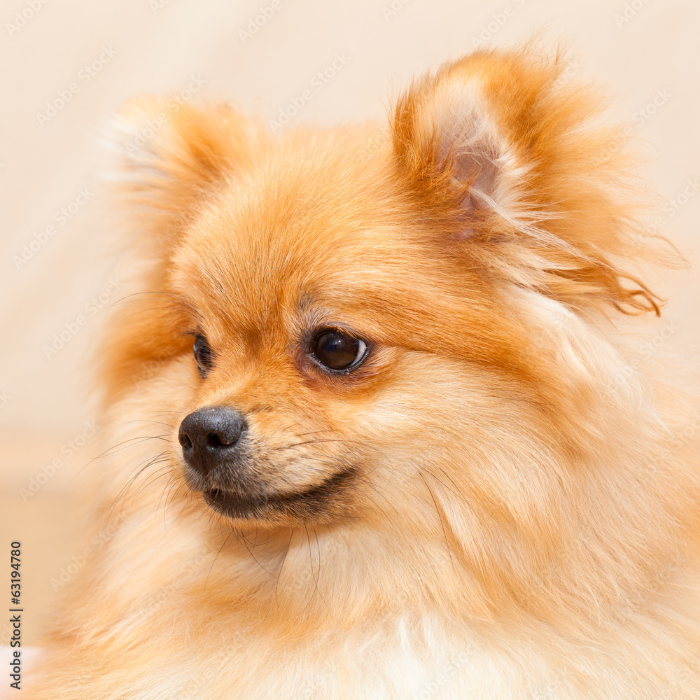 Spitz dog portrait Spitz dog portrait