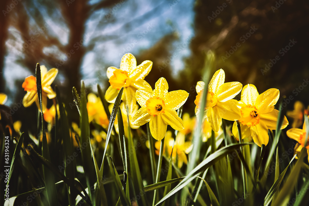Obraz premium flower