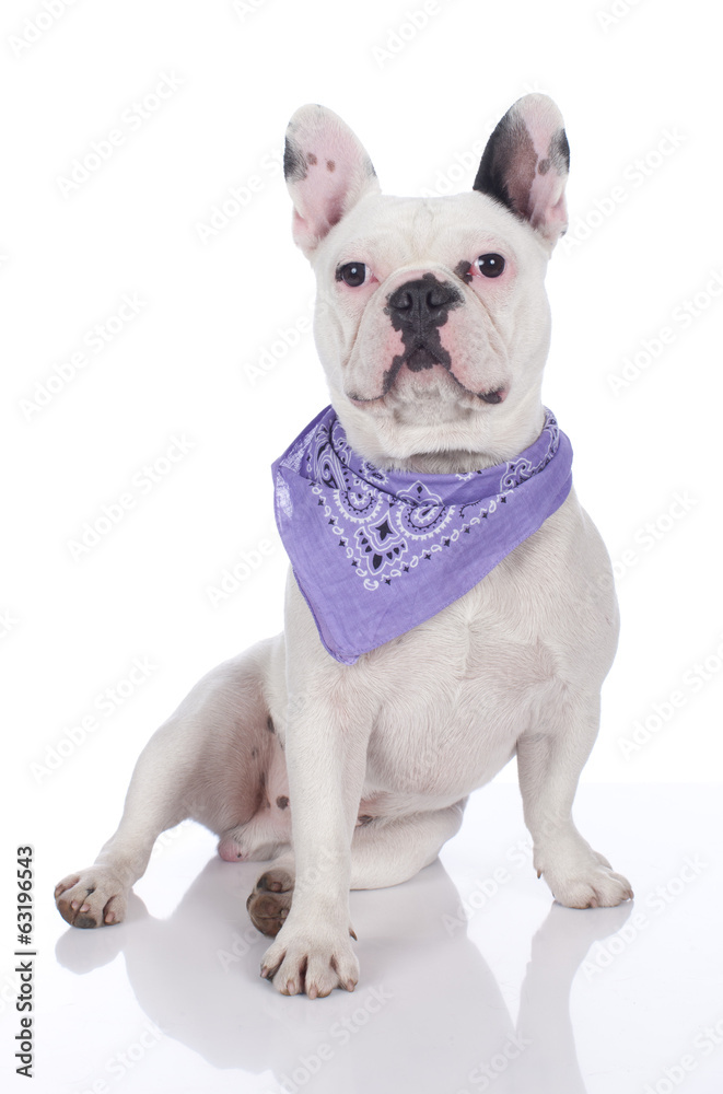 Weiße französische Bulldogge mit lila Halstuch isoliert