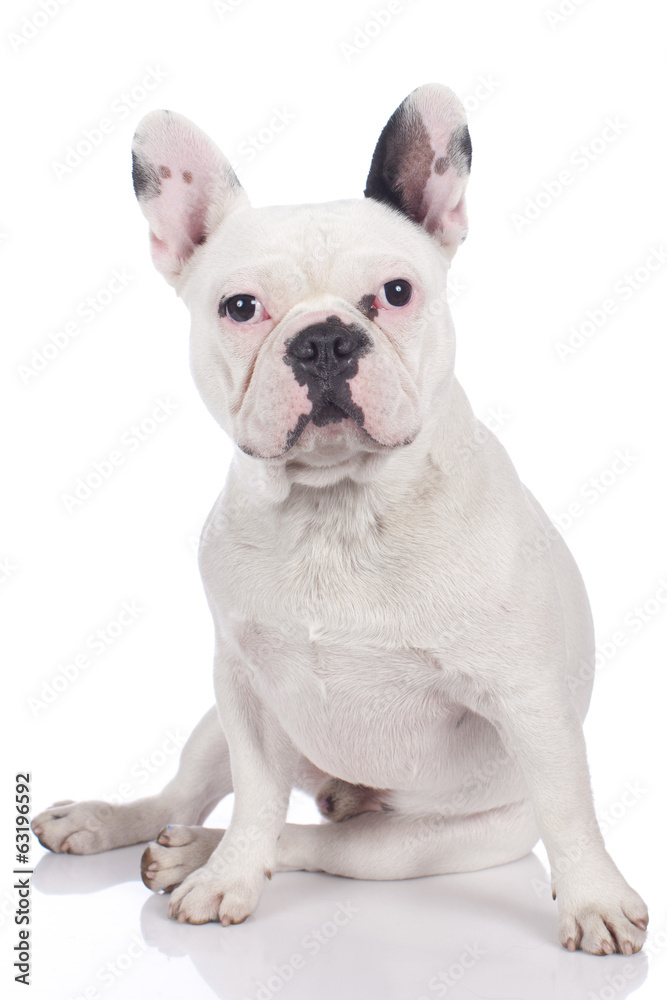 Französische Bulldogge gähnend mit lila Halstuch isoliert