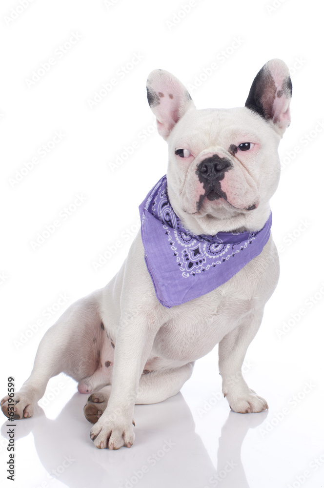 Französische Bulldogge seitlich mit lila Halstuch isoliert Französische Bulldogge seitlich mit lila Halstuch isoliert