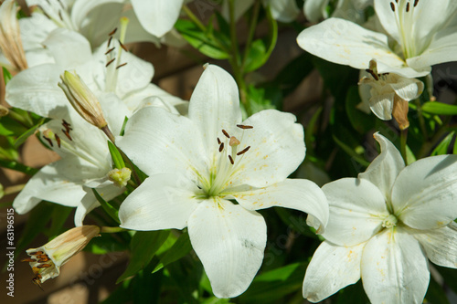 White lily in garden