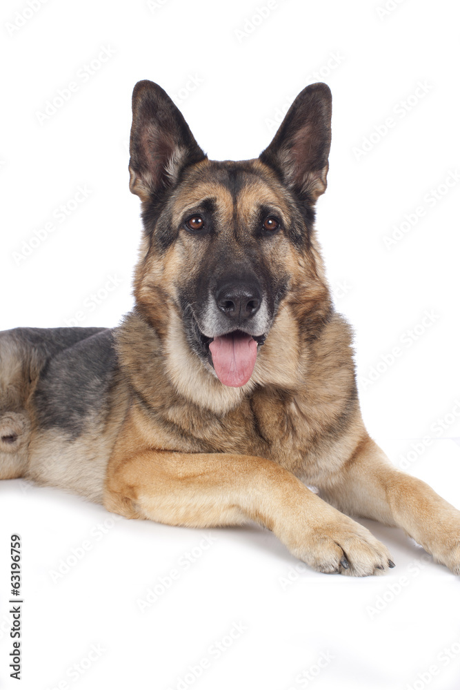 Alter deutscher Schäferhund - Portrait auf weiß