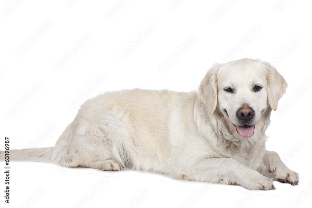 Golden Retriever seitlich liegend isoliert Golden Retriever seitlich liegend isoliert