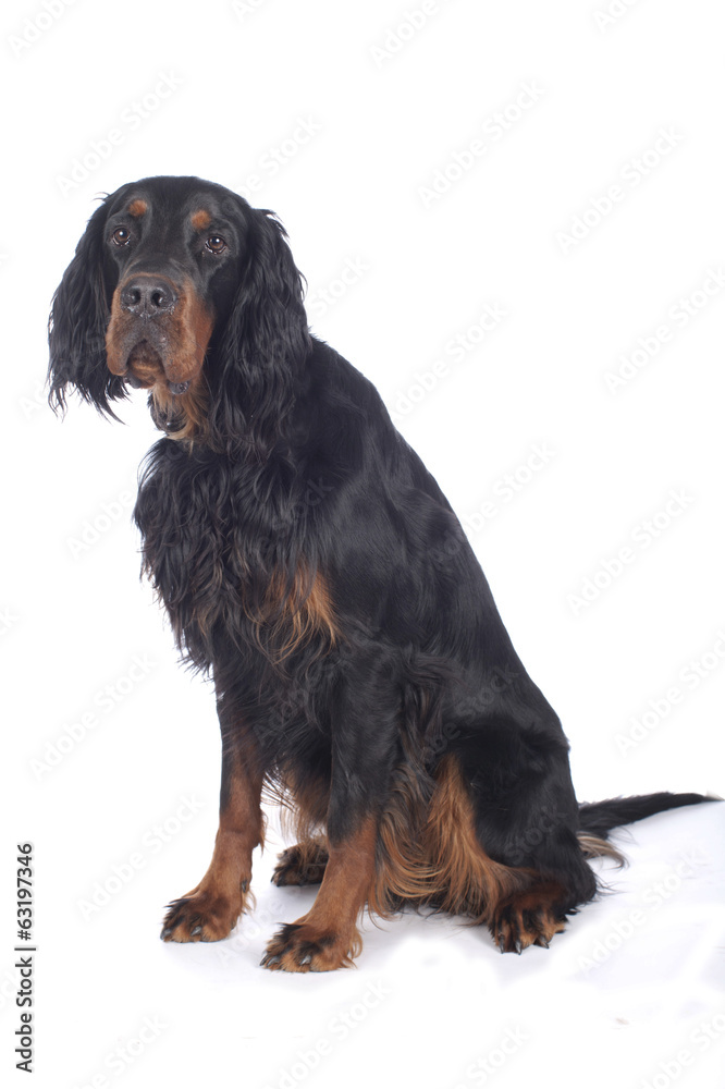 Gordon Setter isoliert Gordon Setter isoliert