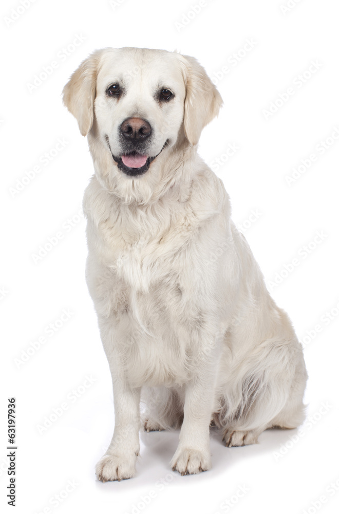 Golden Retriever isoliert