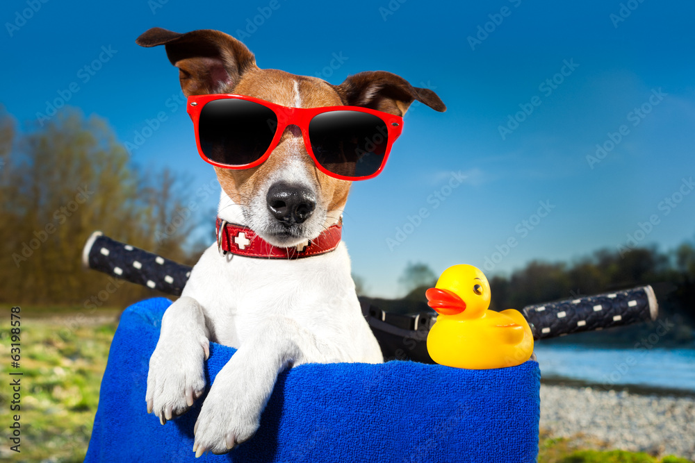 summer dog on bike