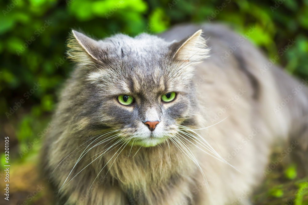Gray cat with long hair in the garden