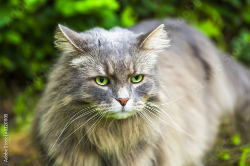 Gray cat with long hair in the garden